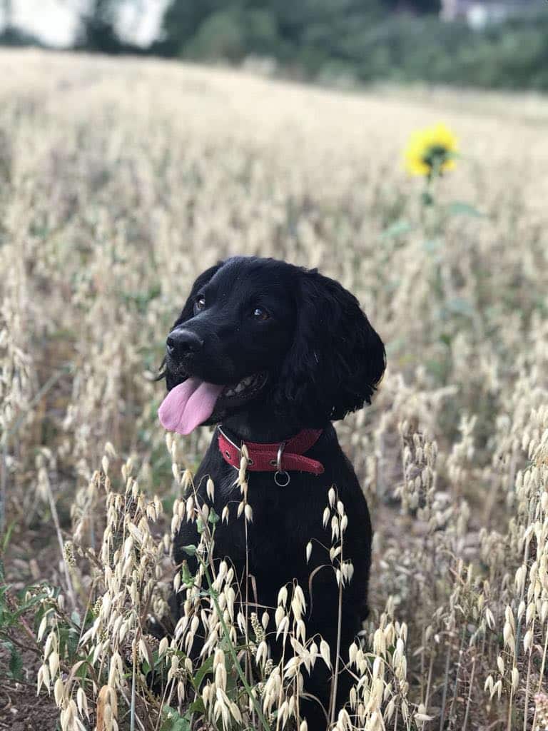 Cooper dog meet the team